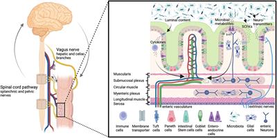 The importance of the gut microbiome and its signals for a healthy nervous system and the multifaceted mechanisms of neuropsychiatric disorders